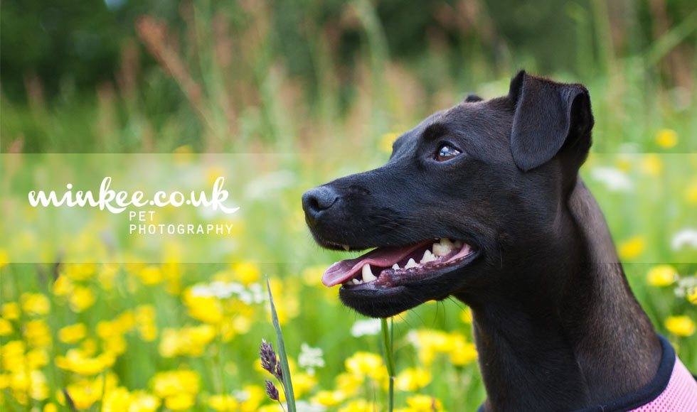 minkee.co.uk pet photography