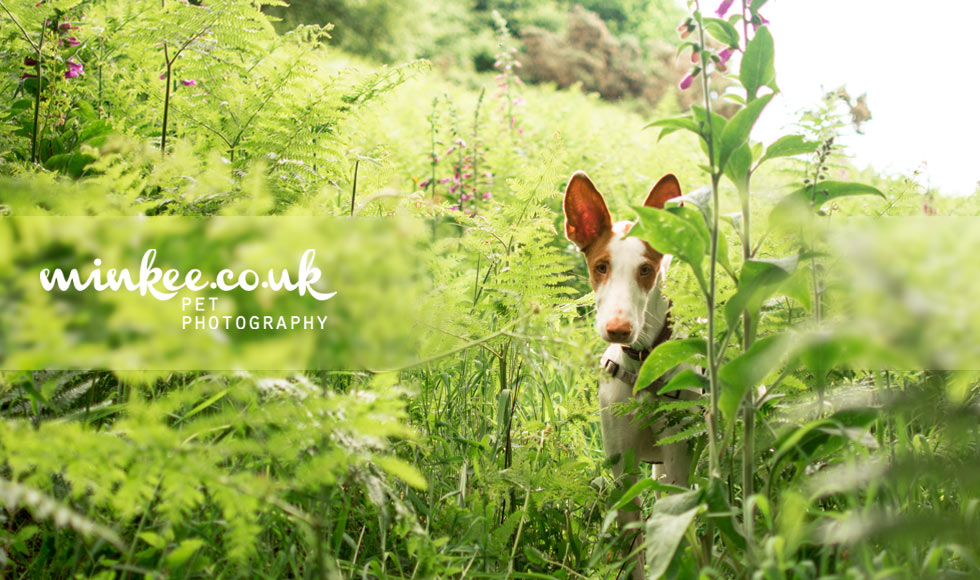 minkee.co.uk pet photography