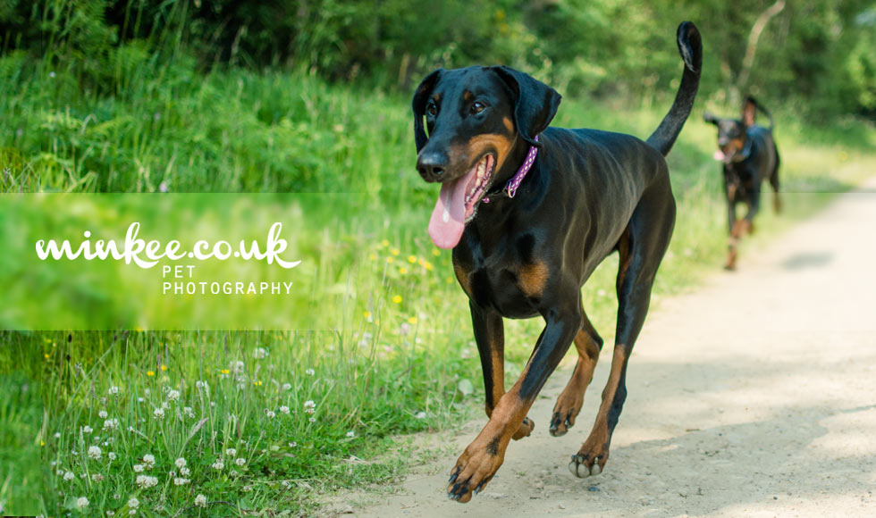 minkee.co.uk pet photography