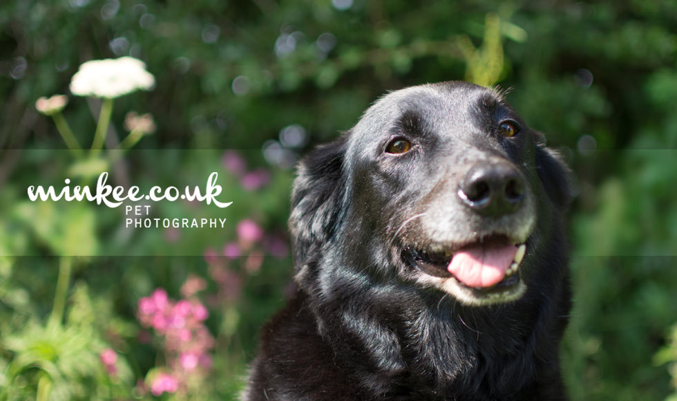 minkee.co.uk pet photography
