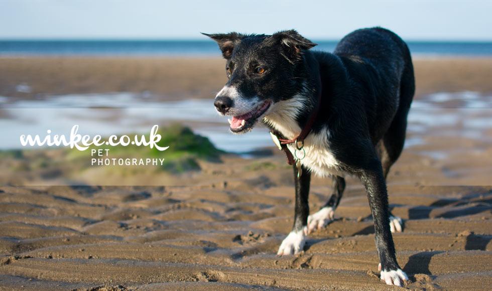 minkee.co.uk pet photography