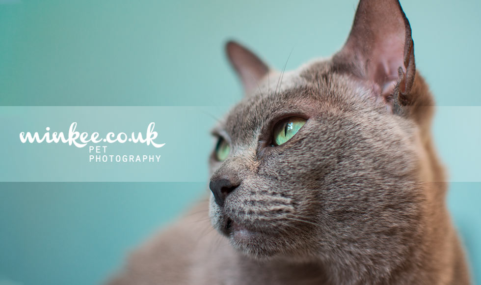 minkee.co.uk pet photography