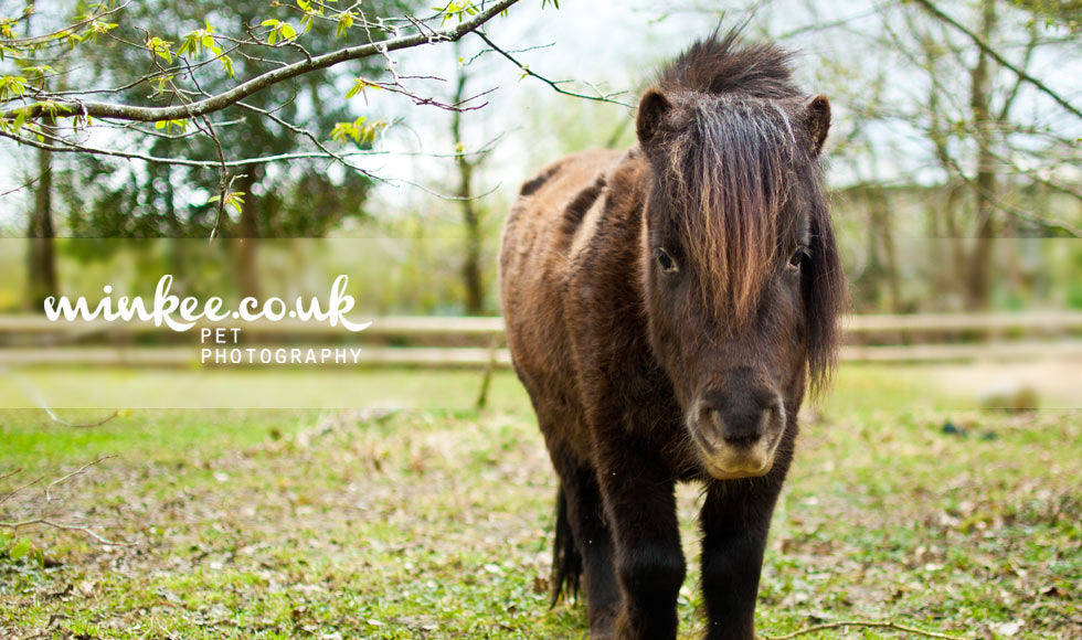 minkee.co.uk pet photography